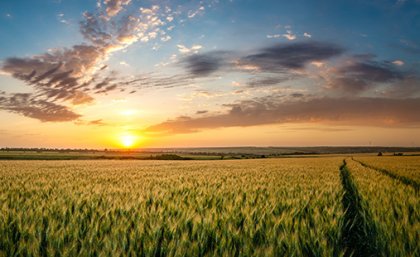 The sun rising over a green field on a cloudy day